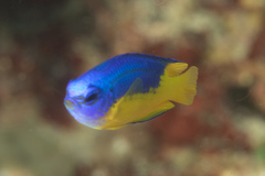 Pomacentrus auriventris