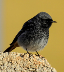 Phoenicurus ochruros