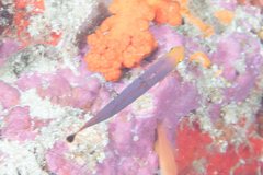 Pseudochromis elongatus