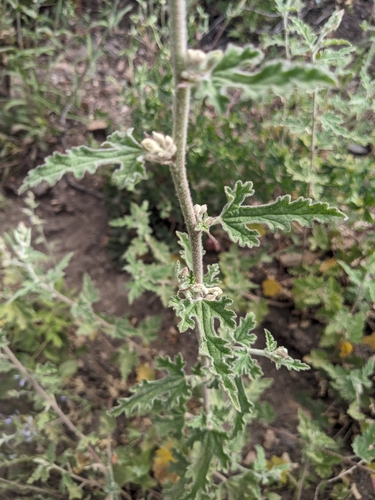 Image of Sphaeralcea fendleri by (c) Alina Martin, some rights reserved (CC BY)