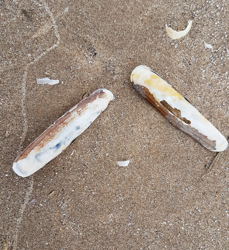 Representative image of Pharus