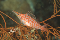 Oxycirrhites typus