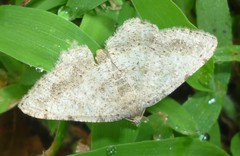 Digrammia ocellinata
