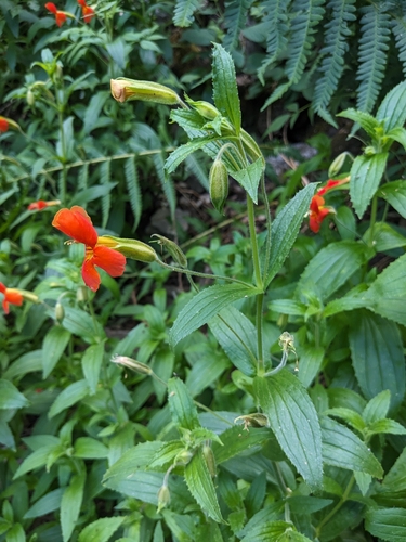 Erythranthe cinnabarina (Erythranthe cinnabarina)