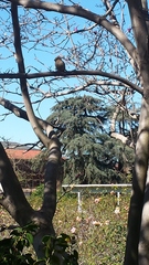 Passer domesticus