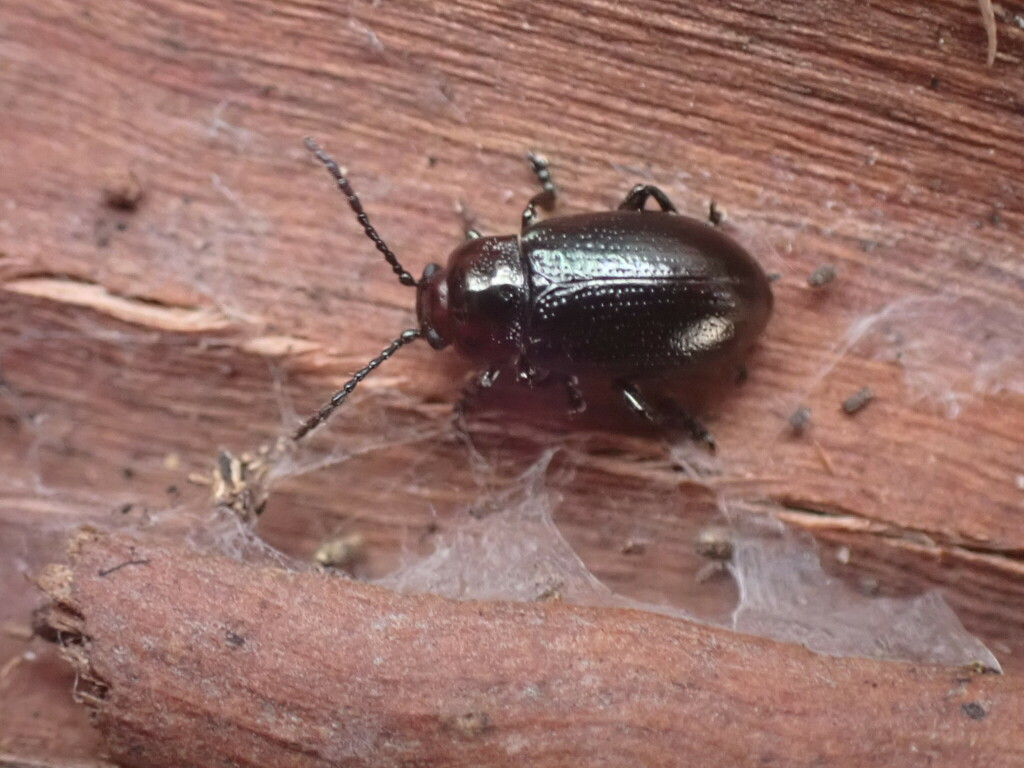 Chalcolampra thoracica