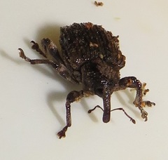 Sternochetus mangiferae