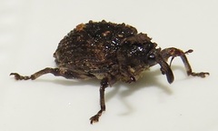 Sternochetus mangiferae