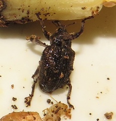 Sternochetus mangiferae