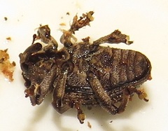 Sternochetus mangiferae