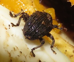 Sternochetus mangiferae
