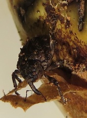 Sternochetus mangiferae