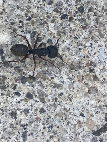 iNaturalist observation photo of Western Black Carpenter Ant