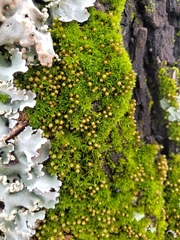 Orthotrichum pusillum