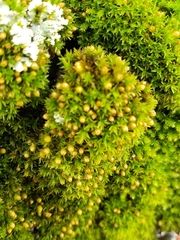 Orthotrichum pusillum