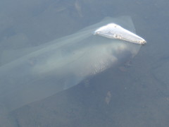 Prochilodus lineatus