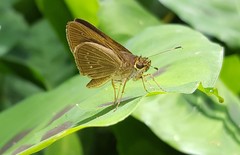 Callimormus interpunctata