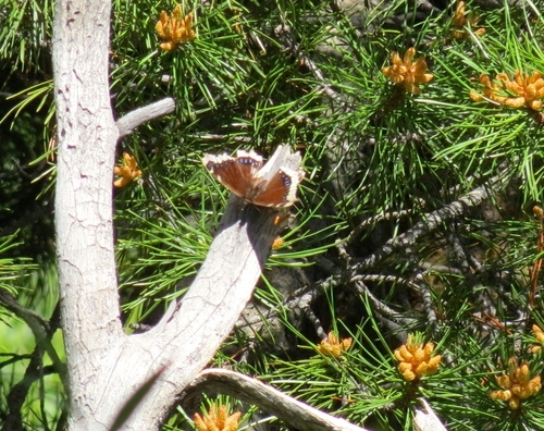 iNaturalist observation photo of Mourning Cloak