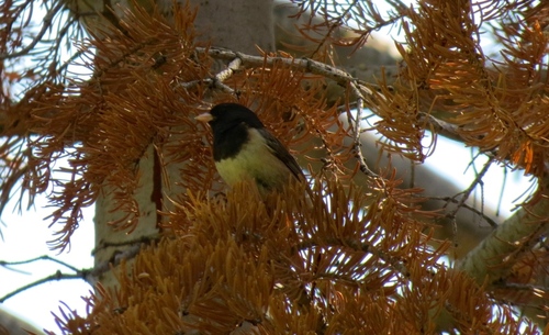 iNaturalist observation photo of Dark-eyed Junco