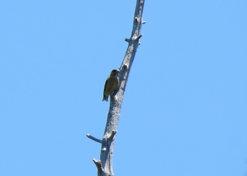 iNaturalist observation photo of Evening Grosbeak