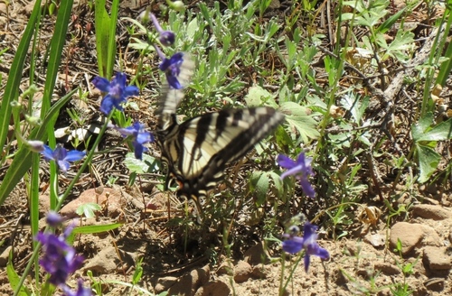 iNaturalist observation photo of Pale Swallowtail
