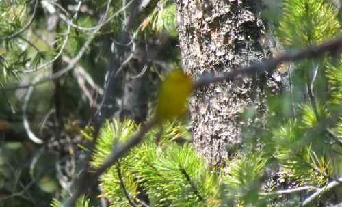 iNaturalist observation photo of Wilson's Warbler