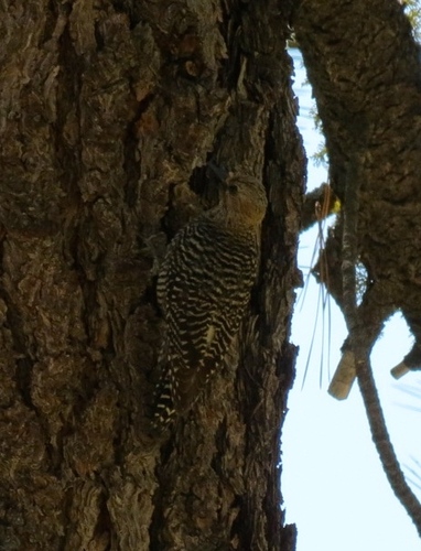 iNaturalist observation photo of Williamson's Sapsucker