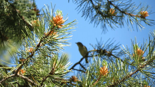 iNaturalist observation photo of Western Warbling Vireo
