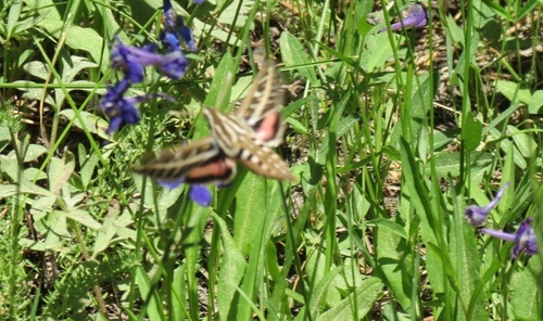 iNaturalist observation photo of White-lined Sphinx