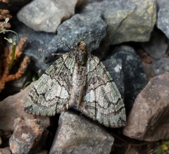 Hydriomena transfigurata