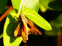 Atalopedes campestris huron