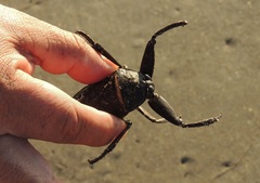 Lethocerus collosicus