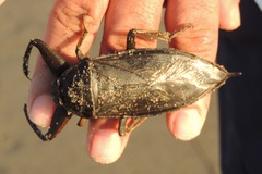 Lethocerus collosicus