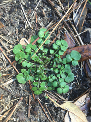 Cardamine parviflora