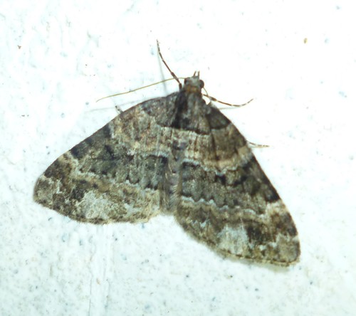 Square-patched Carpet Moth photo 5