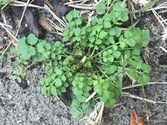 Cardamine parviflora