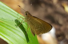 Callimormus interpunctata