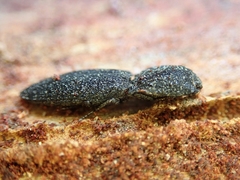 Lacon punctatus