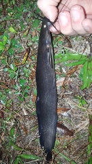 Clarias batrachus