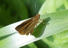 Callimormus interpunctata