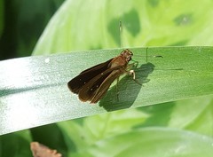 Callimormus interpunctata