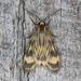 Eucereon costulata - Photo (c) Greg Lasley, some rights reserved (CC BY-NC), uploaded by Greg Lasley
