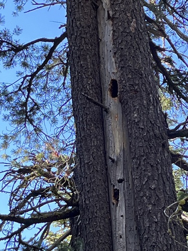 iNaturalist observation photo of Pileated Woodpecker