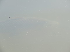 Prochilodus lineatus