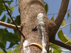 Lissonotus flavocinctus