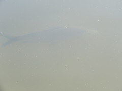 Prochilodus lineatus