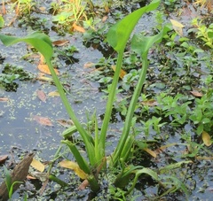 Limnocharis