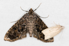 Oligostigmoides profusalis
