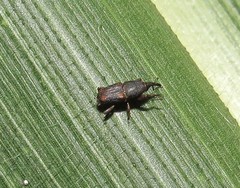 Sitophilus zeamais