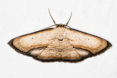 Image of Campatonema tapantia